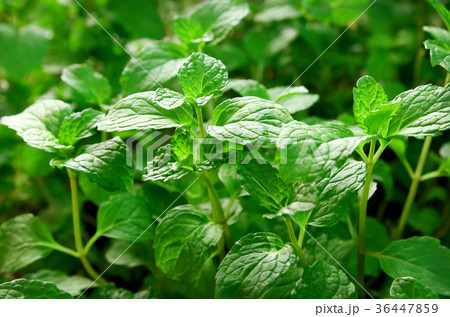 Fresh green mint leaves. Nature pattern Fresh green mint leaves. Nature pattern 36447859