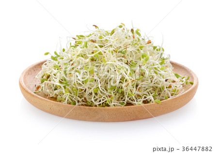 Alfalfa Sprout in wood plate on white background 36447882