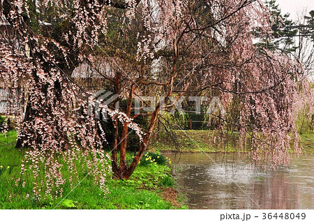 松本市安養寺の枝垂れ桜 36448049