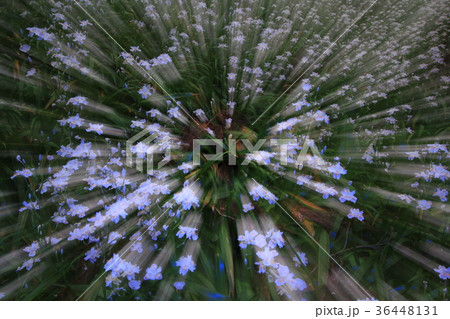 シャガ　水源の里　綾部市　京都丹波高原国定公園 36448131