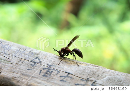 蜂 ハチ 蜜蜂 36448169