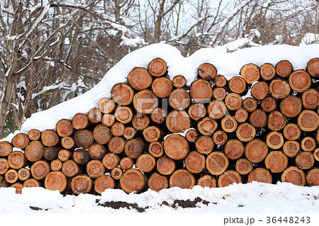 間伐材 間伐材 36448243