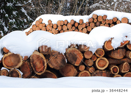 間伐材 36448244