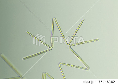 オリジャクケイソウ 36448382