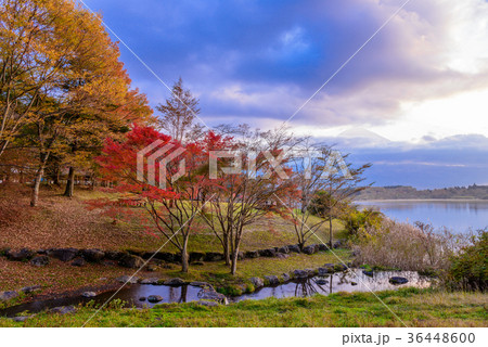 田貫湖湖畔の紅葉 田貫湖湖畔の紅葉 36448600