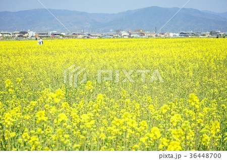 日本の原風景・菜の花畑 日本の原風景・菜の花畑 36448700