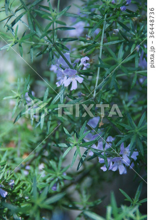 ウエストリンギア　花言葉は「真実の愛情」 36448736