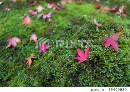 紅葉・落ち葉 紅葉・落ち葉 36449680