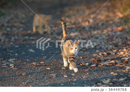 夕陽に照らされた2匹の猫 36449768