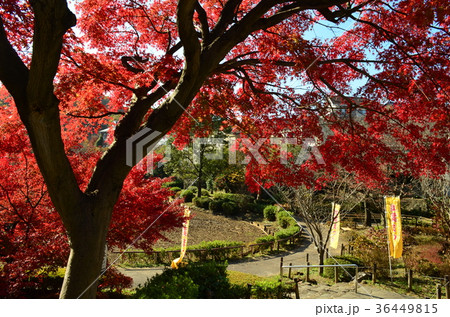 紅葉の薬師池公園 36449815