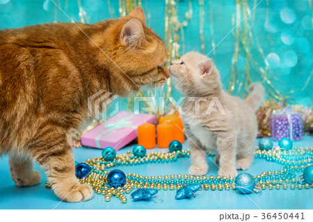 Small British kitten and adult cat Small British kitten and adult cat 36450441