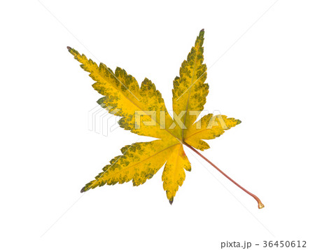 紅葉したカエデの葉 36450612