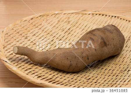 ヤーコン 36451085