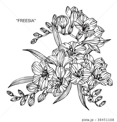 Freesia flower drawing illustration.  36451108