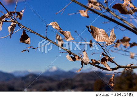 枯葉　1月 36451498