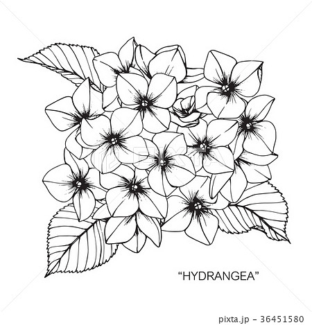Hydrangea Flower Drawing Illustration Stock Illustration