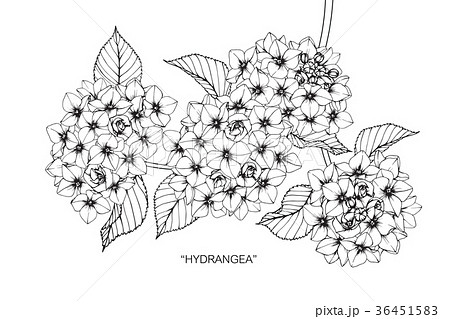 Hydrangea Flower Drawing Illustration のイラスト素材