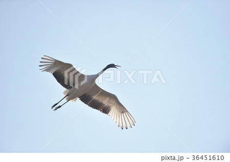 鳴きながら飛ぶタンチョウ（北海道・鶴居） 36451610