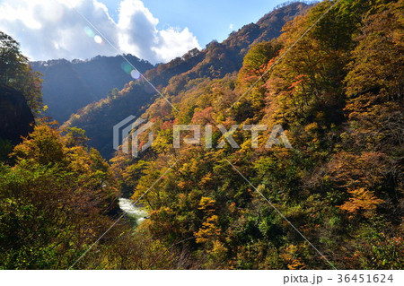 奥胎内の紅葉（新潟県） 36451624