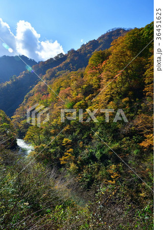 奥胎内の紅葉(新潟県) 奥胎内の紅葉(新潟県) 36451625
