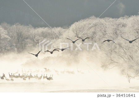 樹氷に囲まれたねぐらから飛び立つタンチョウ（北海道・鶴居） 36451641