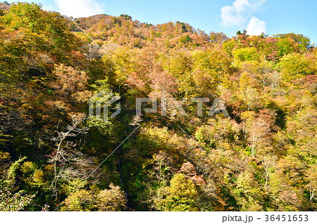 奥胎内の紅葉(新潟県) 奥胎内の紅葉(新潟県) 36451653