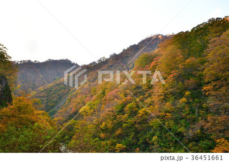 奥胎内の紅葉(新潟県) 奥胎内の紅葉(新潟県) 36451661