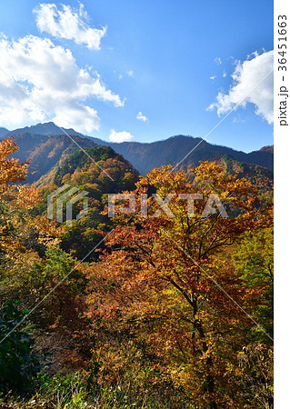 奥胎内の紅葉（新潟県） 36451663