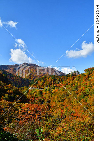 奥胎内の紅葉（新潟県） 36451674
