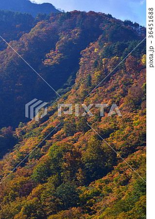 奥胎内の紅葉(新潟県) 奥胎内の紅葉(新潟県) 36451688