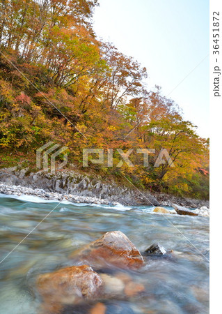 奥胎内の紅葉（新潟県） 36451872