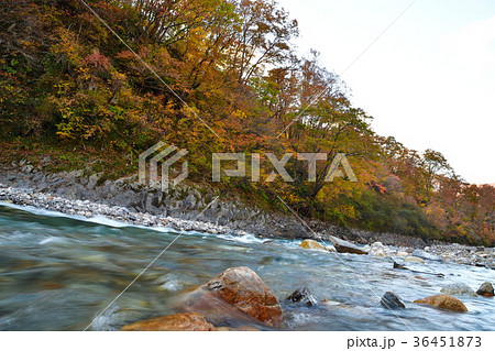 奥胎内の紅葉(新潟県) 奥胎内の紅葉(新潟県) 36451873