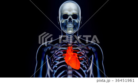 Human Body Transparent Heart Modern Anatomical 36451961