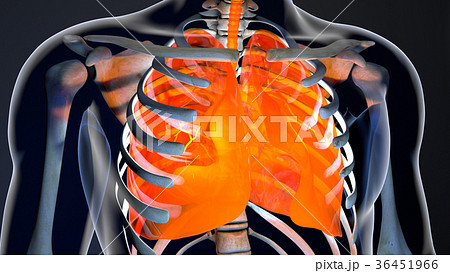 Human Body Throax Lung System Modern Anatomical 36451966