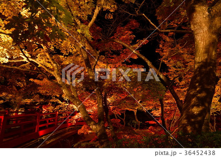 弥彦紅葉谷の紅葉(新潟県) 弥彦紅葉谷の紅葉(新潟県) 36452438