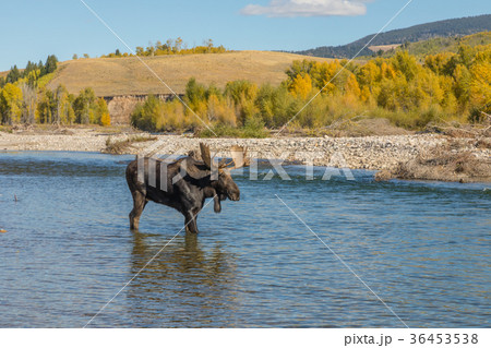 Bull Moose in the Fall Rut in Wyoming 36453538