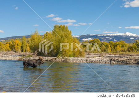 Bull Moose in the Fall Rut in Wyoming 36453539