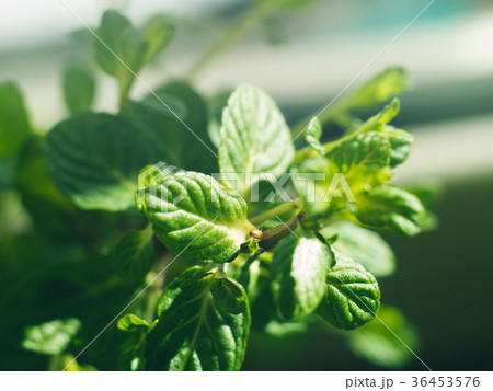 Mint herb plant macro shot on sunny day Mint herb plant macro shot on sunny day 36453576