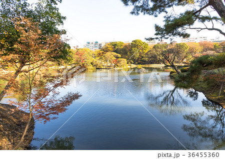 六義園の紅葉 六義園の紅葉 36455360