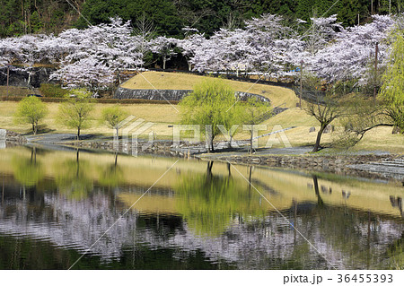 広島 八千代湖の桜 広島 八千代湖の桜 36455393