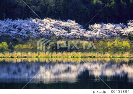 広島 八千代湖の桜 広島 八千代湖の桜 36455394