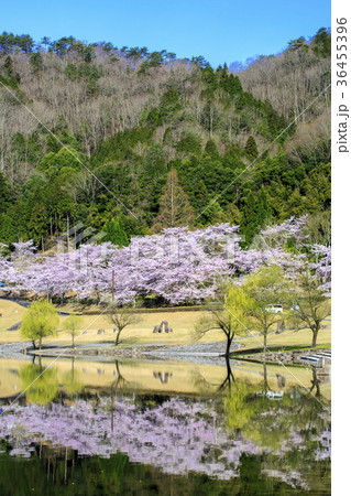 広島 八千代湖の桜 広島 八千代湖の桜 36455396