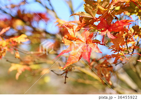 カエデ紅葉 カエデ紅葉 36455922