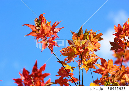 カエデ紅葉 カエデ紅葉 36455923