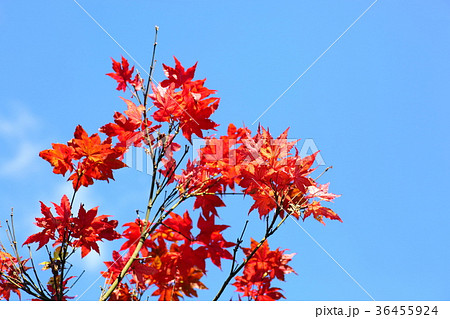 カエデ紅葉 カエデ紅葉 36455924