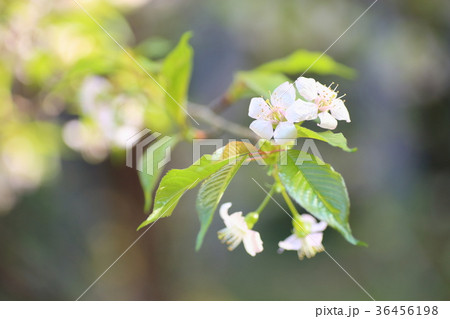ヒマラヤザクラの花 36456198