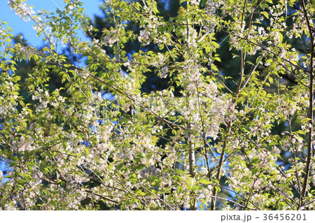 ヒマラヤザクラの花 36456201