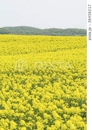 菜の花（北海道 安平） 36456217