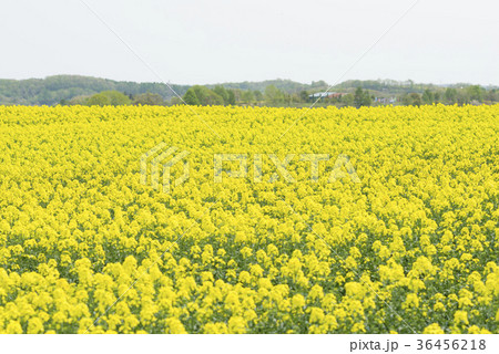 菜の花(北海道 安平) 菜の花(北海道 安平) 36456218