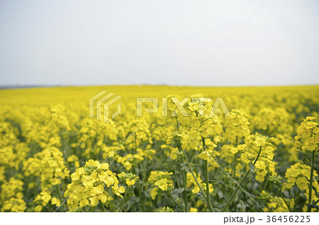 菜の花(北海道 安平) 菜の花(北海道 安平) 36456225